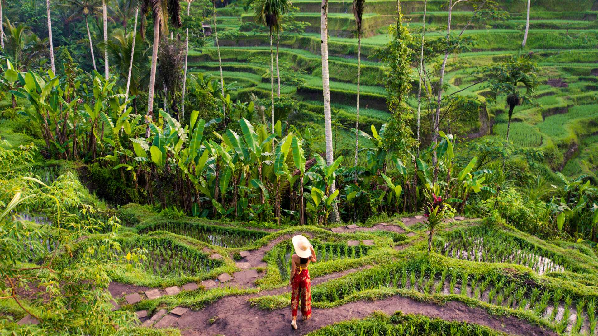 Tegalalang Rice Terrace